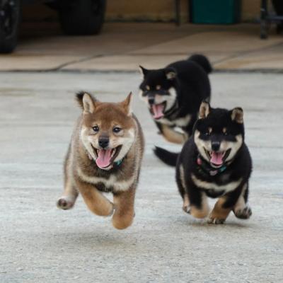  Shiba Inu Puppies for sale 