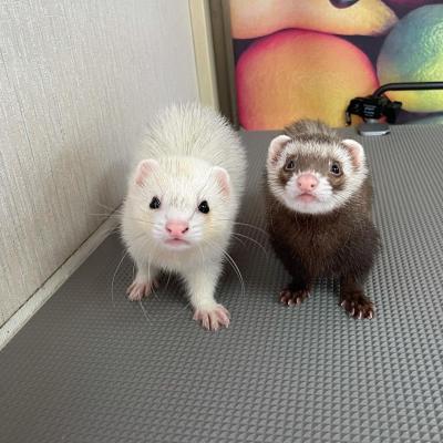   loving ferrets for Adoption 