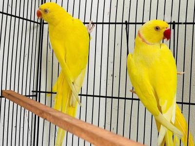  Hand Fed Indian Ringneck Parakeets Available 