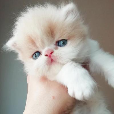  Exotic Shorthair Kittens Available