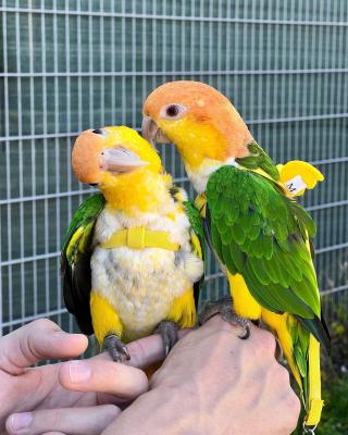   Caique parrots available now - Dubai Birds