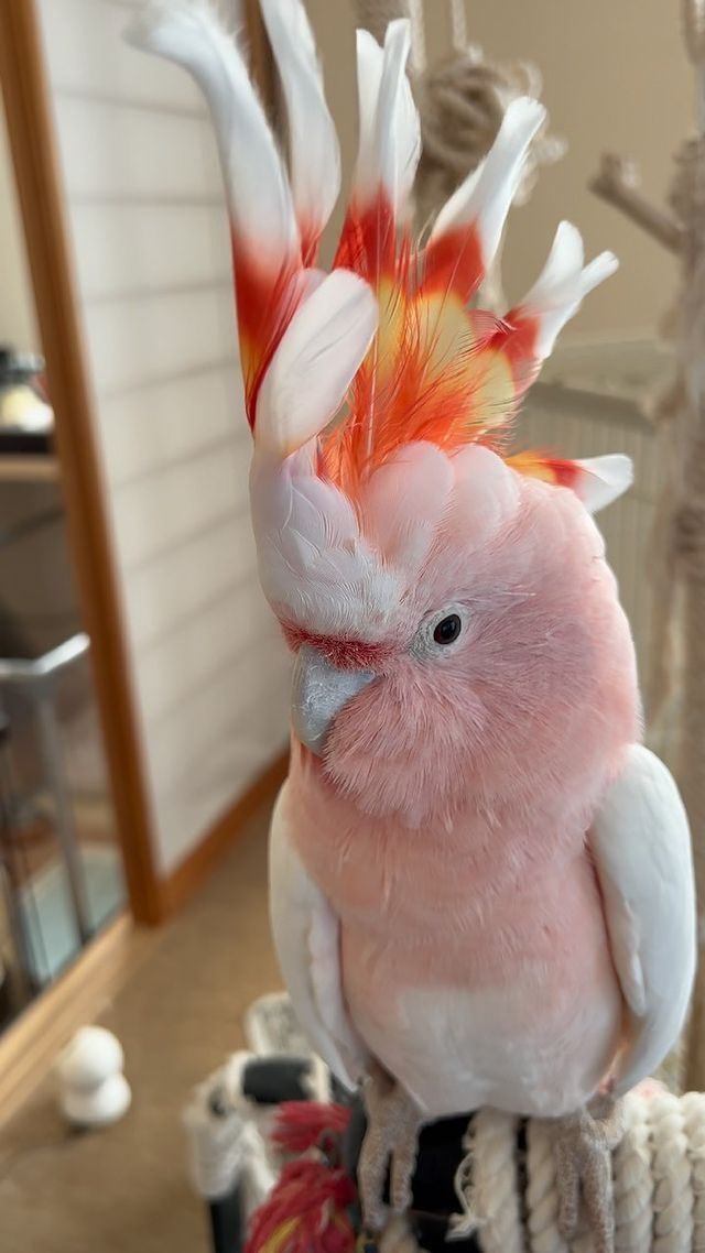  Major Mitchell's cockatoo Available