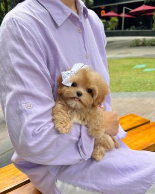  Havanese puppies for adoption