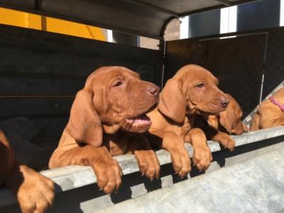   Hungarian Vizla Puppies available 