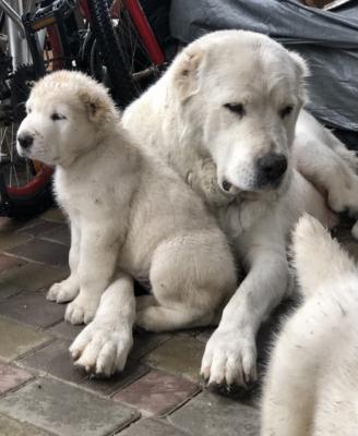   Central Asian Ovtcharka Puppies 