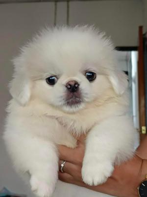   Adorable purebred Pekingese Puppies Available 