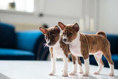   Male and Female Basenji puppies