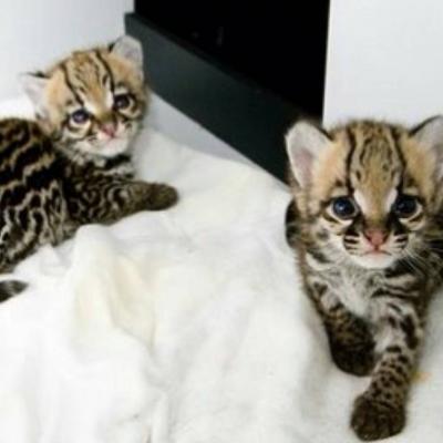  Lovely Ocelot Cats, Male And Females