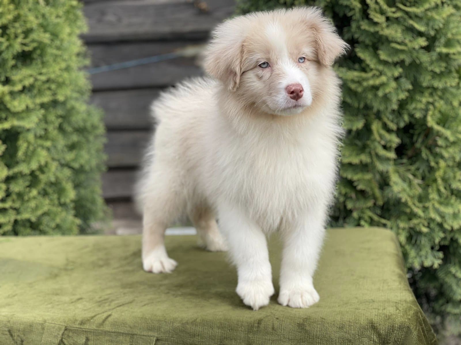  Australian shepherd puppies