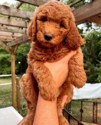   Goldendoodle Puppies Available