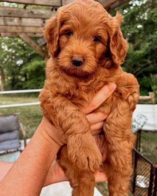   Goldendoodle Puppies Available - Dubai Dogs, Puppies