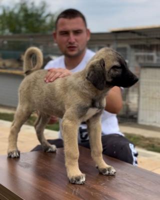  Kangal Dogs and Puppies for sale