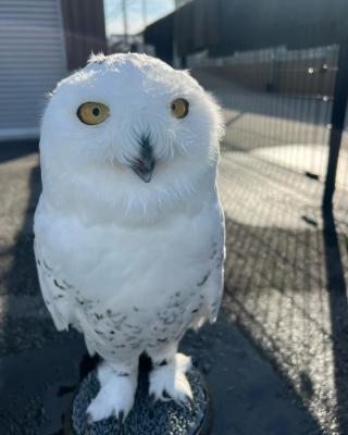  Male and Female Eagle Owls available for sale 