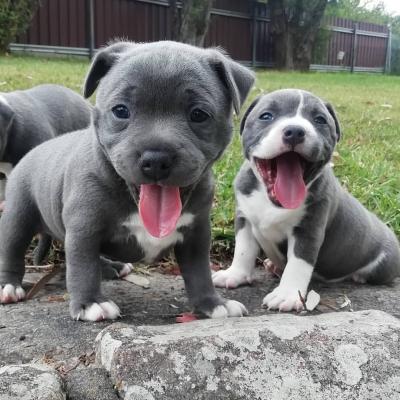  Staffordshire Bull Terrier Puppies For Sale