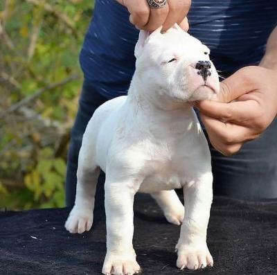  Vaccinated Dogo Argentino Puppies Available