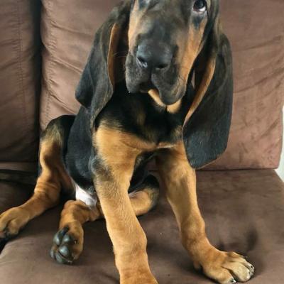  Healthy and quality guaranteed Blood hound puppies 