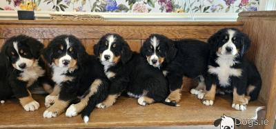   Bernese Mountain Dog Puppies - Dubai Dogs, Puppies