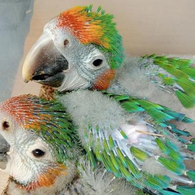  Pair Of Catalina Rainbow macaw Parrots For Sale