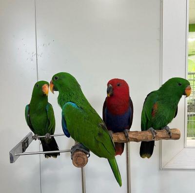  Eclectus Parrots For Sale