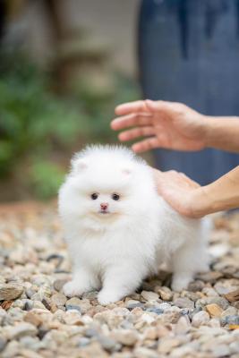    Pretty Teacup Pomeranian Puppies for sale