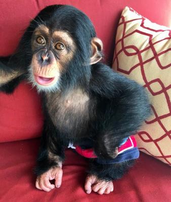  CHIMPANZEES MONKEYS AVAILABLE 