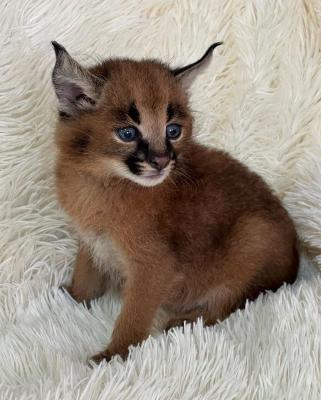   Caracal Kittens for Sale