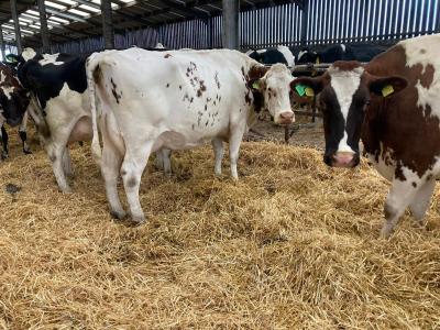  Cows for sale  - Kuwait Region Livestock