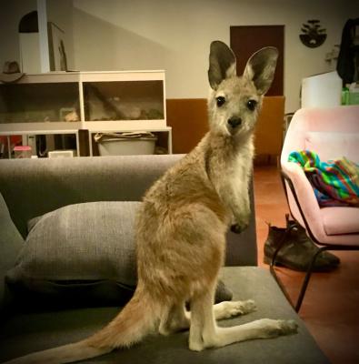  Mountain Kangaroo babies (  joeys ) for sale 