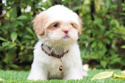  Shih Tzu Puppies for Sale 