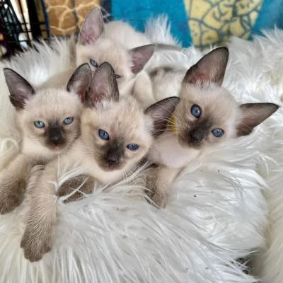  Siamese Kittens Ready - Kuwait Region Cats, Kittens