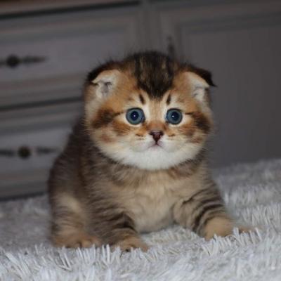   Scottish Fold Kittens for sale 