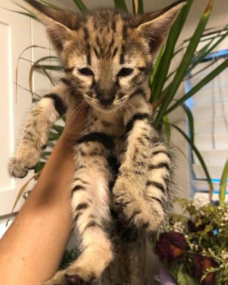   savannah kittens for re-homing