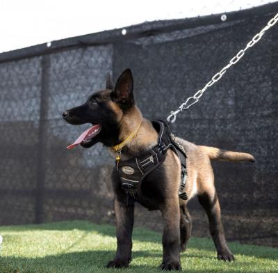   Belgian malinois puppies for adoption. 