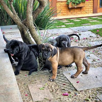  Cane Corso puppies for sale. 