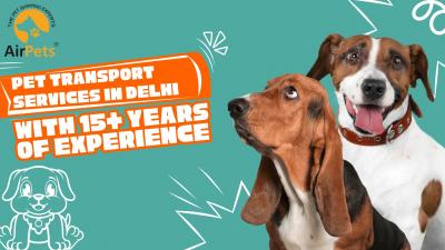 Pet Transport Services in Delhi with 15+ Years of Experience