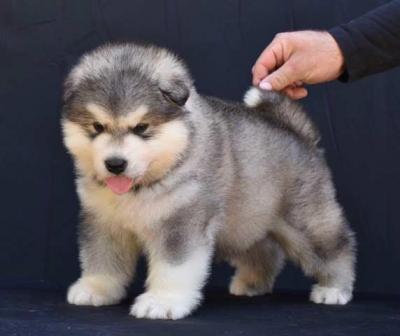 Alaskan Malamute Welpen