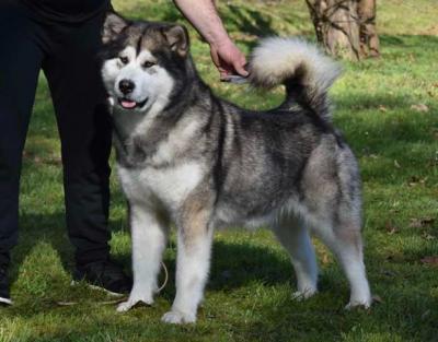 Alaskan Malamute Welpen - Vienna Dogs, Puppies