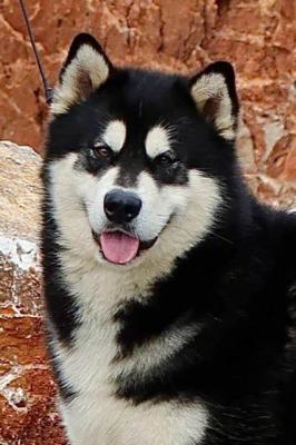 Alaskan Malamute Welpen - Vienna Dogs, Puppies