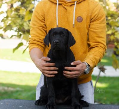 Labrador-Retriever-Welpen - Zurich Dogs, Puppies