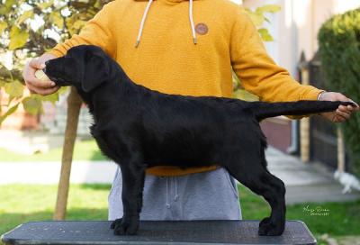 Labrador-Retriever-Welpen - Zurich Dogs, Puppies