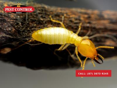  Termite Experts Services in Brisbane  - Brisbane Other