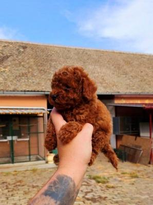 Chiots caniches toy - Paris Dogs, Puppies