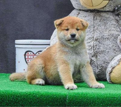 Shiba Inu Welpen - Zurich Dogs, Puppies