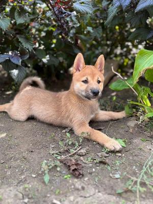 Shiba Inu Welpen - Zurich Dogs, Puppies