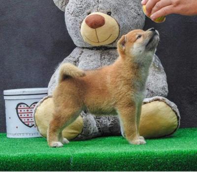 Shiba inu puppies - Vienna Dogs, Puppies