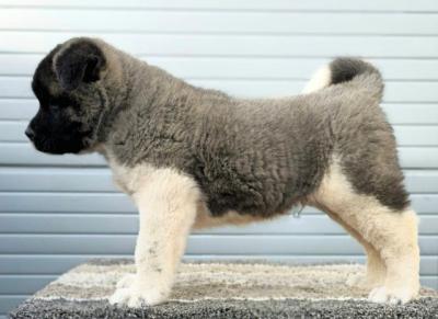 American Akita, Welpen - Vienna Dogs, Puppies