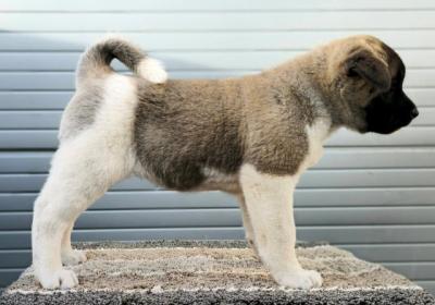 American Akita, Welpen - Vienna Dogs, Puppies