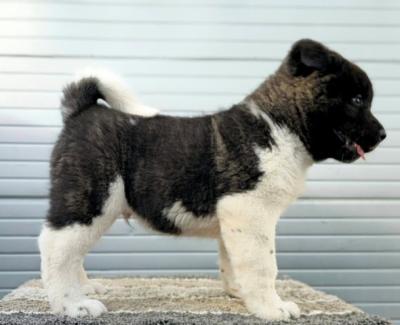 Akita américain, chiots - Paris Dogs, Puppies