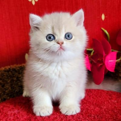 British Shorthair kittens - Berlin Cats, Kittens