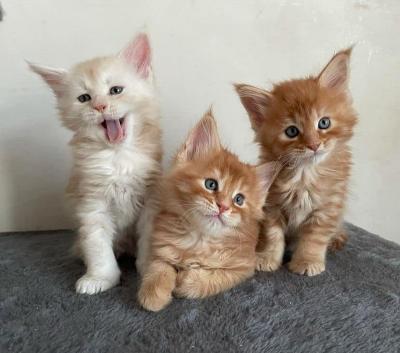 maine Coon kittens - Berlin Cats, Kittens